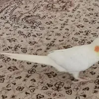عروس هلندی نر