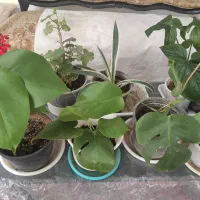 گل و گیاه آپارتمانی زیبا