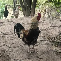 مرغ و خروس محلی