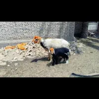 میش. بره