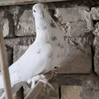 کبوتر