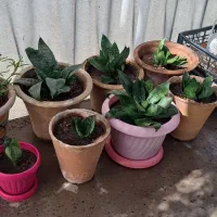 گلدان با گل