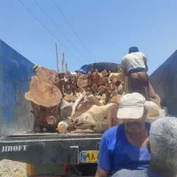 خریدانواع چوب