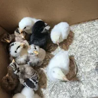 جوجه بومی یک هفته ای