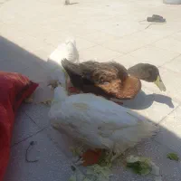 اردک