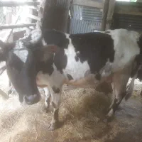 گاو جوان چالوسی اصل