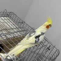 فنج کینگ رنگ خاص با تخم عروس هلندی