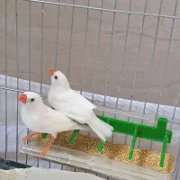 فنچ نر
