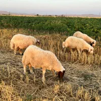 بره نر  ( گوسفند )