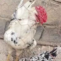 خروس گلین