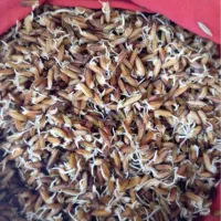 شلتوک بذری درجه1