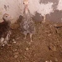 بوقلمون