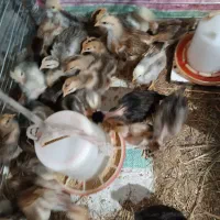 فروش جوجه محلی