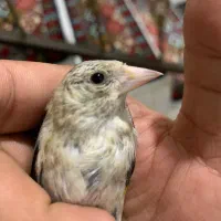 جوجه سهره نر