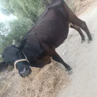 گاو آرام همراه با گوساله نر