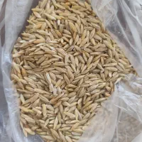 فروش جو بذری