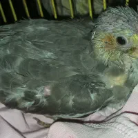 عروس اهلی