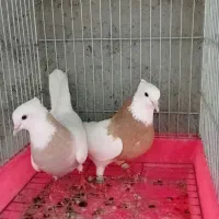15000