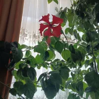 گل بسیار زیبا و درختی با شکوفه های زیبا