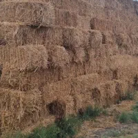 کاه|لوازم جانبی حیوانات|گنبد کاووس, |دیوار