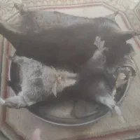 هیزه