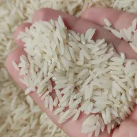 برنج طارم هاشمی
