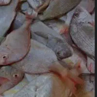 ماهی تازه خوزستان باقیمت مناسب