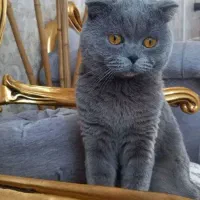 گربه اسکاتیش نر