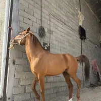اسب