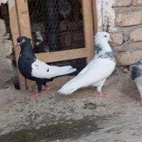 فروش چند عدد کفتر  طوقی وسینه سیاه
