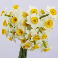 گل نرگس طبیعی