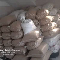 فروش جو درجه یک