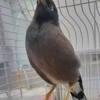 مینا سخنگو،باهوش،اهلی،مهربون