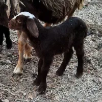 بره شیری