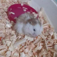 همستر نر و ماده جوان فقط ۴۰۰