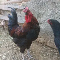 خروس سیاه چهل تاج در نوبهار