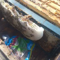 کندو زنبورعسل