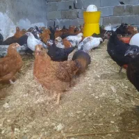 جوجه گلپایگان