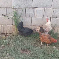 مرغ محلی