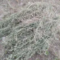 قره یونجه