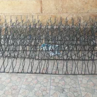 حفاظ شاخ گوزنی
