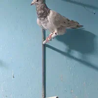هفت رنگ کرم زدوخوردی