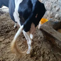 گاو|حیوانات مزرعه|کوهدشت, |دیوار
