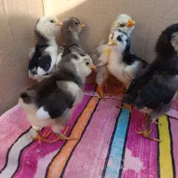 جوجه گلین لری سوزنی