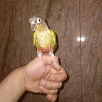 گرینچیک|پرنده|شهر ری, دیلمان|دیوار