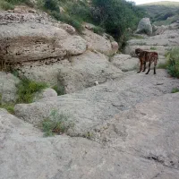 سگ.گوسفندی
