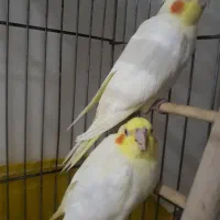 دو عدد جوجه عروس لوتینو