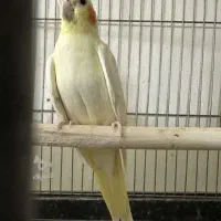 یک جفت عروس هلندی
