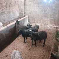 گوسفند رومانف چند قلوزا