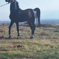 اسب نریون درهشوری